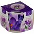 Essences of Life Krokus aromatická svíčka ve skle 100 g