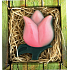 Bohemia Gifts Tulipán růžový ručně vyráběné toaletní mýdlo v krabičce 75 g