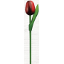 Bohemia Gifts Dřevěný tulipán oranžovo-bílý 20 cm