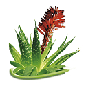 Bione Cosmetics Aloe Vera krem do ciała i twarzy dla wszystkich typów skóry 260 ml
