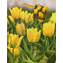 Nekupto Dárková papírová taška 23 x 18 x 10 cm Žluté tulipány 1445 01 KFM