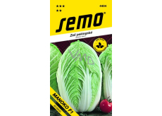 Semo Kapusta pekińska Manoko F1 hybrid 40 nasion