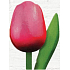Bohemia Gifts Dřevěný tulipán růžovo-červený 20 cm