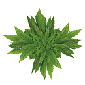 Bione Cosmetics Cannabis balzám na rty 25 ml