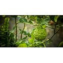 Millefiori Milano Go Sandalo Bergamotto - Santálové dřevo a Bergamot vůně do auta náhradní náplň, voní až 2 měsíce 2 kusy x 13 g