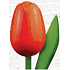 Bohemia Gifts Dřevěný tulipán oranžovo-červený 20 cm