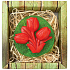 Bohemia Gifts Tulipán ručně vyráběné toaletní mýdlo v krabičce 75 g