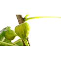 Millefiori Milano Natural Green Fig & Iris - Zelený fík a Kosatec Vonná svíčka hoří až 60 hodin 180 g