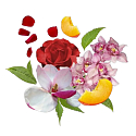 Compagnia Delle Indie 11 Orchid and Cedar Woods perfumowana woda dla kobiet 75 ml