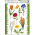 Okenní fólie bez lepidla travička a květinky Typ 4 tulipán 42 x 30 cm
