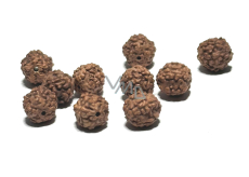 Rudraksha naturalny koralik 8 mm, 10 sztuk
