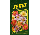 Semo Jiřinka promněnlivá Fireworks 0,3 g
