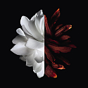Givenchy L'Interdit Eau de Parfum Rouge woda perfumowana dla kobiet 50 ml + Le Rouge Deep Velvet mini szminka N°37 Rouge Grainé 1,5 g, zestaw prezentowy dla kobiet