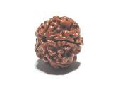 Rudraksha naturalny koralik 18 mm 1 sztuka