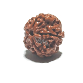Rudraksha naturalny koralik 18 mm 1 sztuka