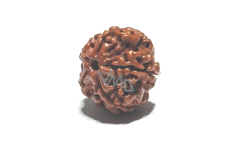 Rudraksha naturalny koralik 18 mm 1 sztuka
