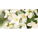 Millefiori Milano Natural Jasmine Ylang - Jasmín a Ylang Vonná svíčka hoří až 60 hodin 180 g