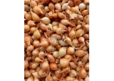 Štutgartská sazečka cibule vážená 250 g