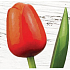 Bohemia Gifts Dřevěný tulipán oranžovo-červený 34 cm