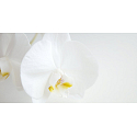 Millefiori Milano Natural Fiori D´Orchidea - Květy orchideje Bytový sprej pohlcovač pachů 150 ml