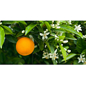 Millefiori Milano Natural Legni e Fiori d’Arancio - Dřevo a Pomerančové květy Vonná svíčka 180 g