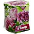 Admit Verona Peony - Pivoňka vonná svíčka ve skle 90 g