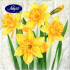 Nekupto Papírové ubrousky 3 vrstvé 33 x 33 cm 20 kusů Velikonoční béžové narcisky