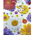 Nekupto Dárková papírová taška 32,5 x 26 x 13 cm Barevné květiny 1 kus 350 02