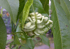 Agro Kadeřavost Stop zabieg na brzoskwinie 2 × 10 g