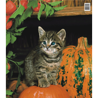 Press Torba foliowa 45 x 50 cm Kot i dynia 1 sztuka